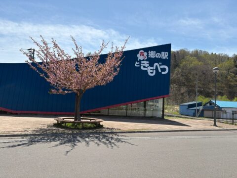 Cherry blossom tree at Roadside Station Hot Kimobetsu in Hokkaido
