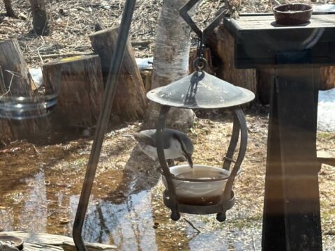 Wild bird visiting the garden at Bird Men café in Niseko